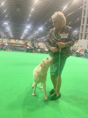 Crufts - Tips and Advice