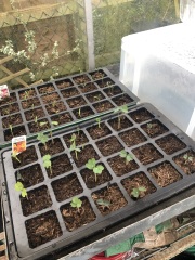 What have you done in the garden today Part 4 Spring 2024.