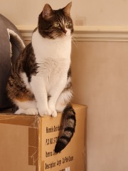 Tales and Tails and NMCs  -  the Excellent Cats March On