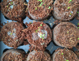 Help! Mouldy seed plugs
