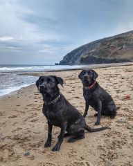 A dog photo thread - please share your pics