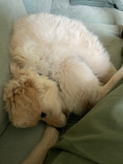 What do I need to know about getting a golden retriever?