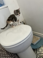 It’s a kitten name thread