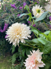Is anyone ready to be excited about dahlias yet?