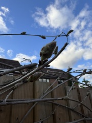 Wisteria buds