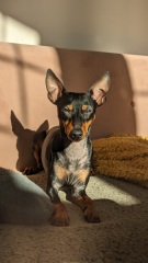 A dog photo thread - please share your pics