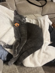 How much does your BSH weigh?