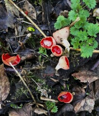 Any Witches here? Part 20