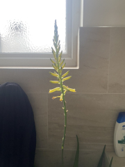 My aloe vera is flowering