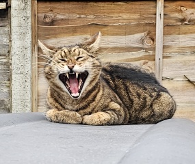 Thug cat part 5 - For he will not do destruction, if he is well-fed, neither will he spit without provocation.
