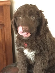 A dog photo thread - please share your pics