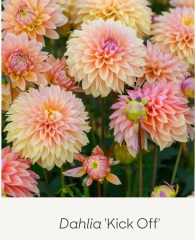 Is anyone ready to be excited about dahlias yet?