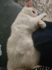 Advice needed for situation with poorly cat