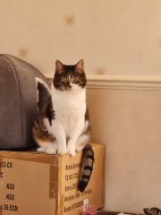 Tales and Tails and NMCs  -  the Excellent Cats March On