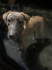 A dog photo thread - please share your pics