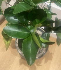 Pest Infestation? My orange tree is dying - help