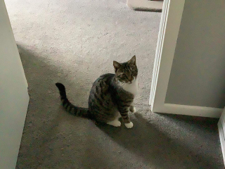 The one who must be led to the food bowl