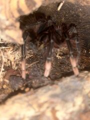 Boots refusing to sell canesten to men! Wtf!