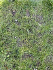 What do I need to do now to rescue this grass? (Photo) 🌱