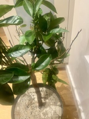 Pest Infestation? My orange tree is dying - help
