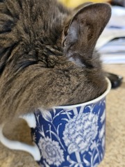 Machiavellian Misbehaviour- the Excellent Cats Deny Everything