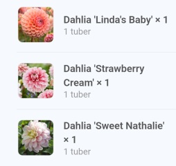 Is anyone ready to be excited about dahlias yet?