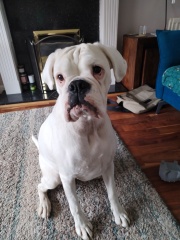 A dog photo thread - please share your pics