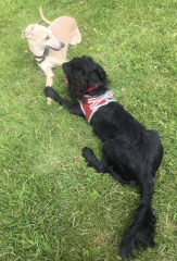 Cost of cocker spaniel?