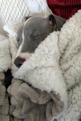 Puppy Survival Thread for New and Old Pups - Spring is around the corner!