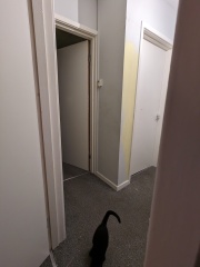 Pale yellow walls, what colour flooring?