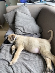 Don’t get a dog