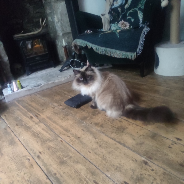 Buying a Ragdoll kitten - any advice?