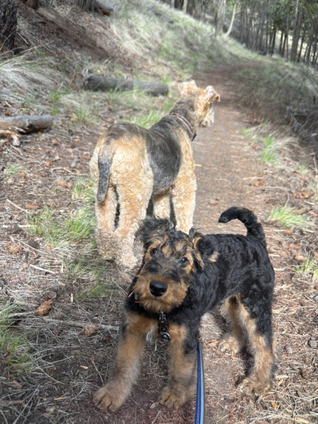 Puppy Survival Thread for New and Old Pups - Spring is around the corner!