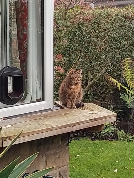 Machiavellian Misbehaviour- the Excellent Cats Deny Everything