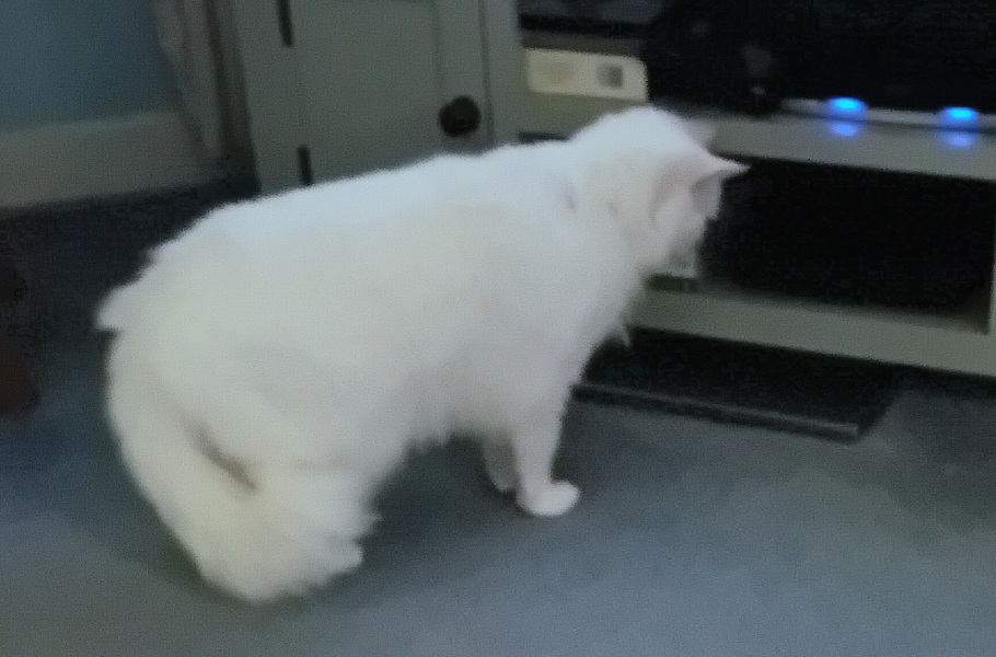 Machiavellian Misbehaviour- the Excellent Cats Deny Everything