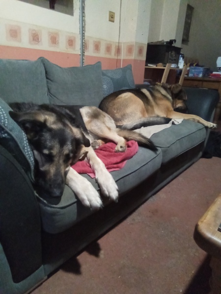 My dog has died