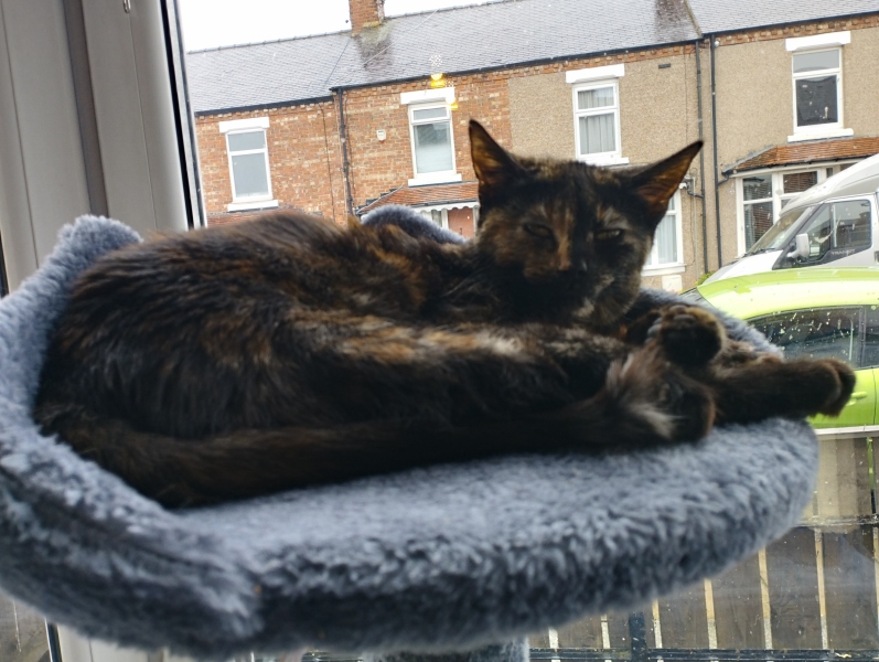 My poor kitten is going downhill - scared