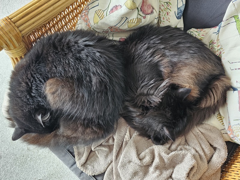 Machiavellian Misbehaviour- the Excellent Cats Deny Everything
