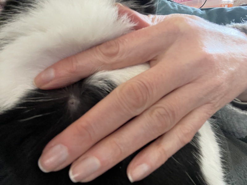 What is this on my cat?