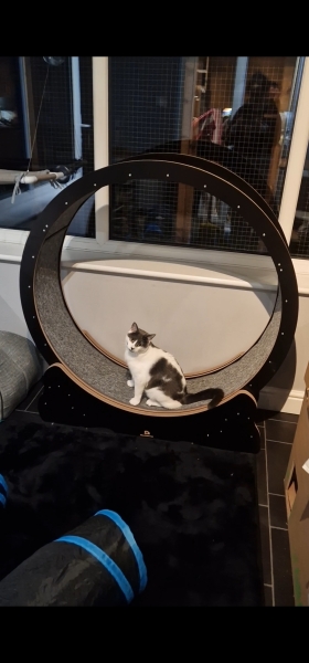 Does anyone else have a cat wheel?