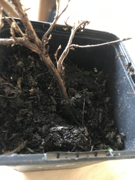 To think these plants are not healthy??