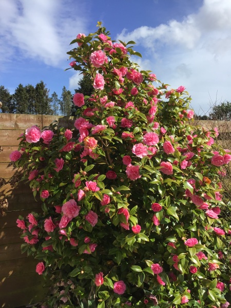 Camellia