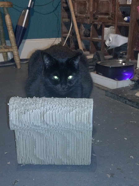 Machiavellian Misbehaviour- the Excellent Cats Deny Everything