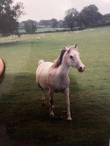 Horse breed ID