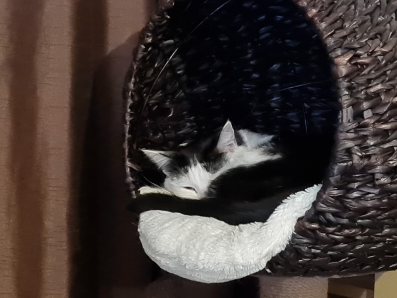 Machiavellian Misbehaviour- the Excellent Cats Deny Everything