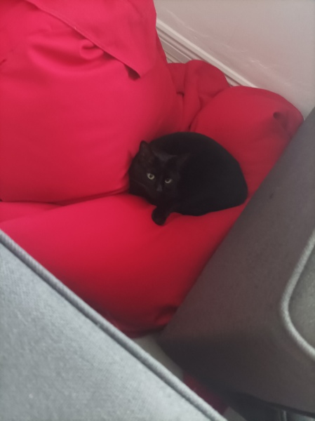 Machiavellian Misbehaviour- the Excellent Cats Deny Everything