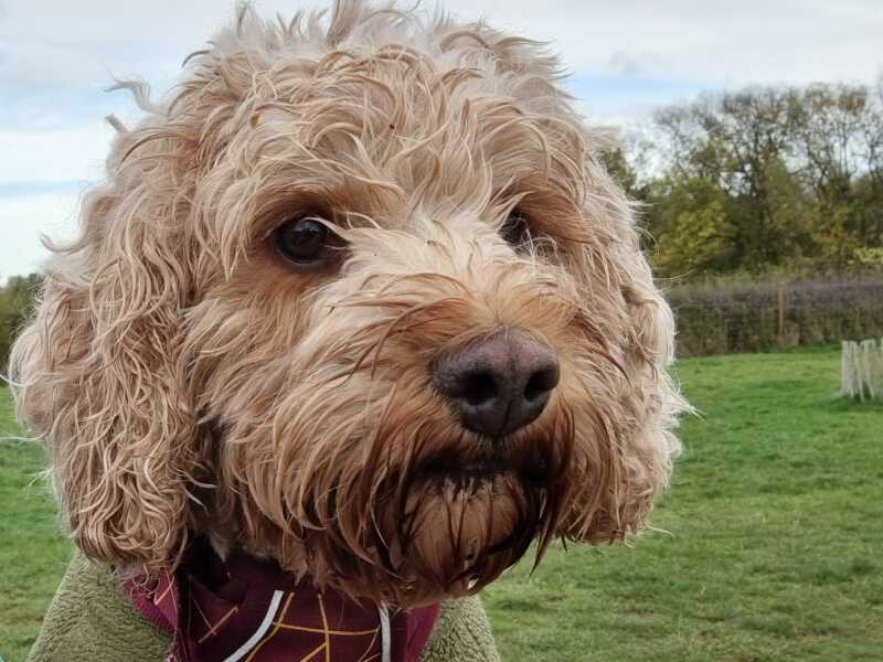 Continuing Mounjaro...part 6