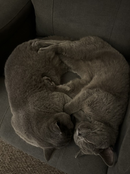Do I get another cat??