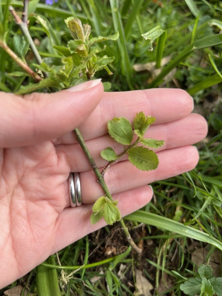 Any ideas on what this plant is?