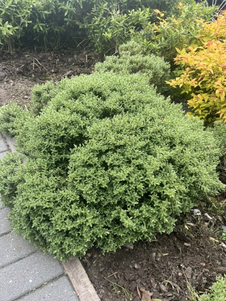 Help identifying shrub